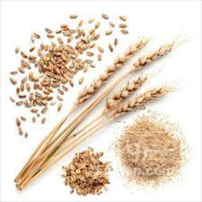 فروش بذر جو