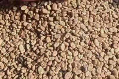 فروش باقلا خشک