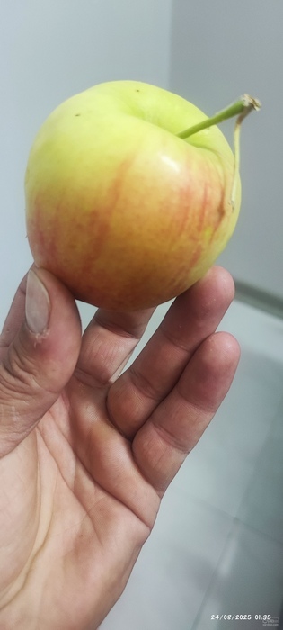 فروش سیب گلاب