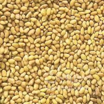 فروش بذریونجه