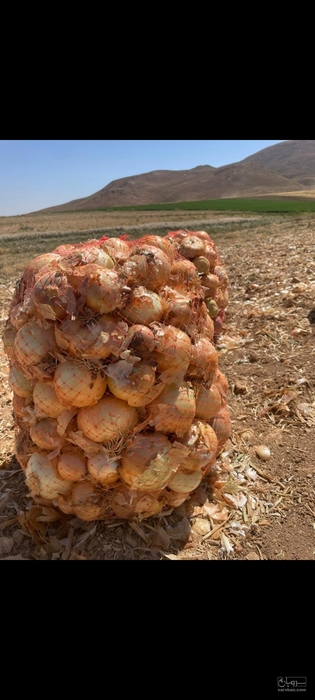 فروش پیاز زرد