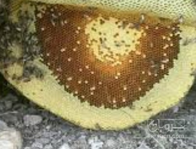 فروش عسل وحشی