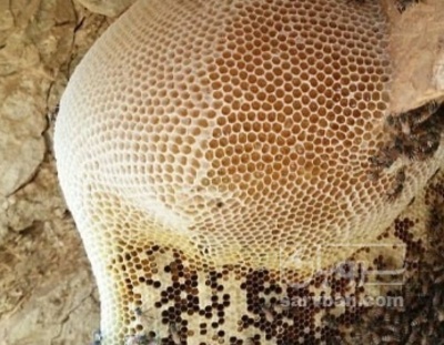 فروش عسل وحشی