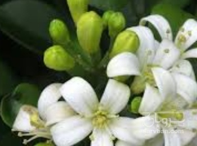 فروش عرق بهارنارنج