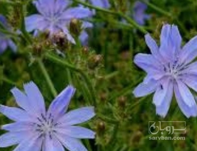 فروش عرق کاسنی