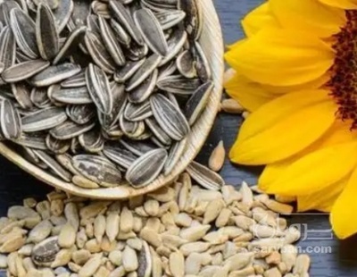 فروش تخمه آفتابگردان بود داده