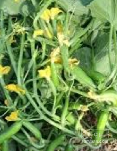 فروش خیار خیاری شوری