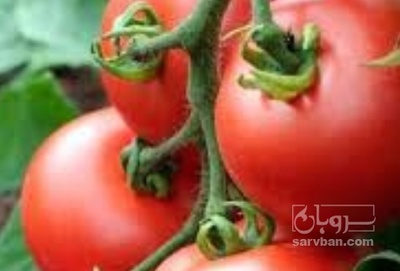 فروش گوجه فرنگی