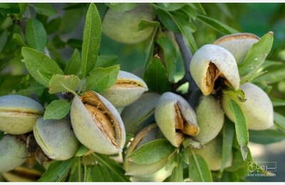 فروش بادام سنگی