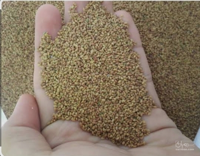 فروش بذر یونجه