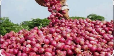 فروش پیازقرمز