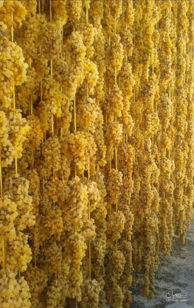 فروش کشمش