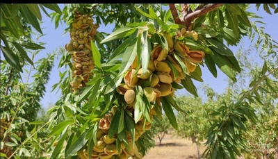 فروش بادام آذری