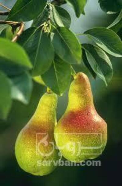 فروش گلابی