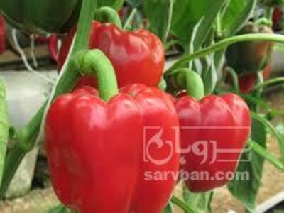 فروش فلفل دلمه ای
