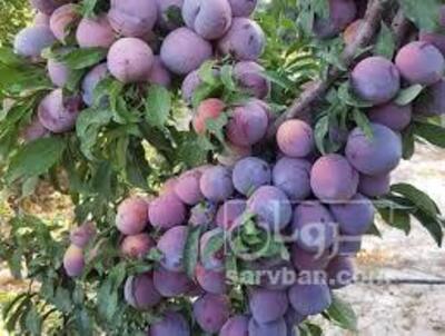 فروش آلو کالیفرنیا