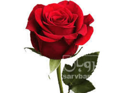 فروش گل های آپارتمانی