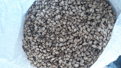 فروش تخمه هندوانه خام