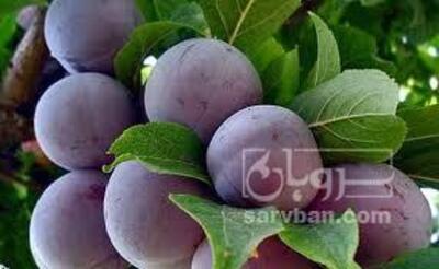 فروش آلوکالیفرنیا