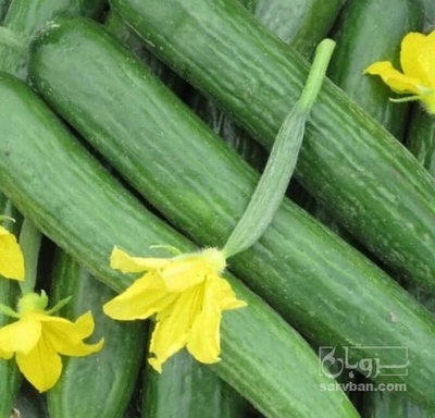 فروش خیار خیار شوری