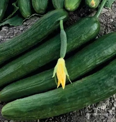 فروش خیار سالادی