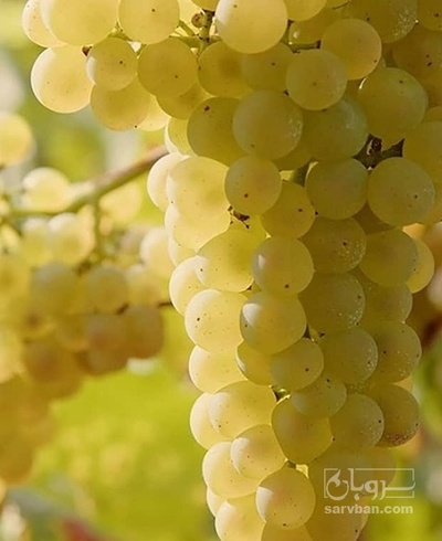 فروش انگور زرد بی دانه