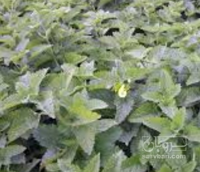 فروش بادرنجبویه (گیاه‌ دارویی)