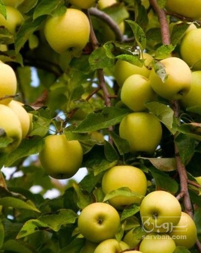 فروش سیب زرد