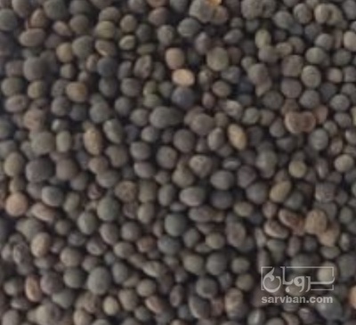 فروش قره ماش (ماش سیاه)