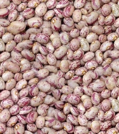 فروش لوبیا چیتی