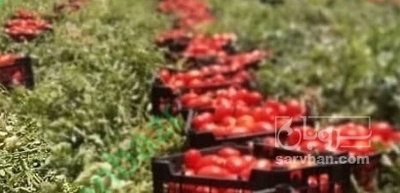 فروش گوجه فرنگی