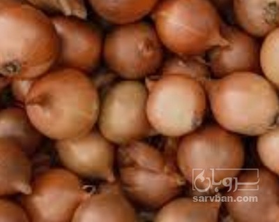 فروش پیاز طلایی