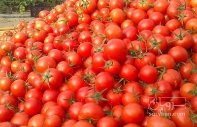 فروش گوجه فرنگی