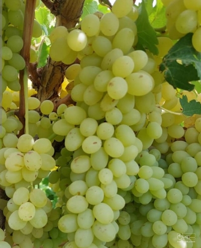 فروش انگور