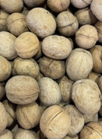 فروش گردو
