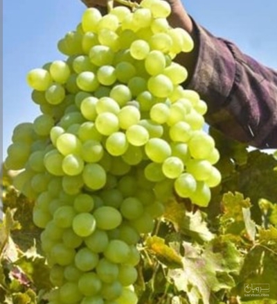 فروش انگور