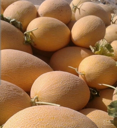 فروش خربزه