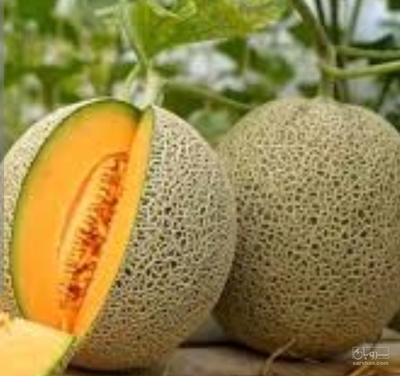 فروش طالبی