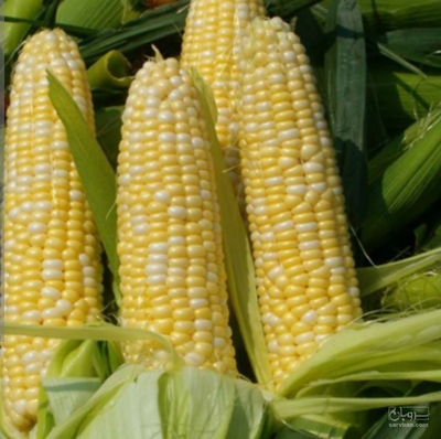 فروش ذرت