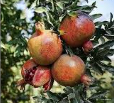 فروش انار