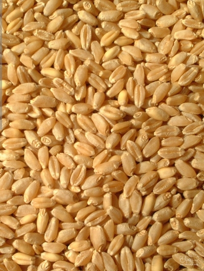 فروش گندم