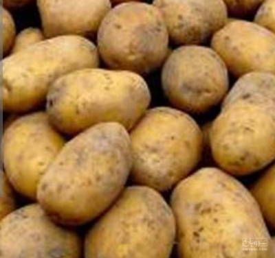 فروش سیب زمینی
