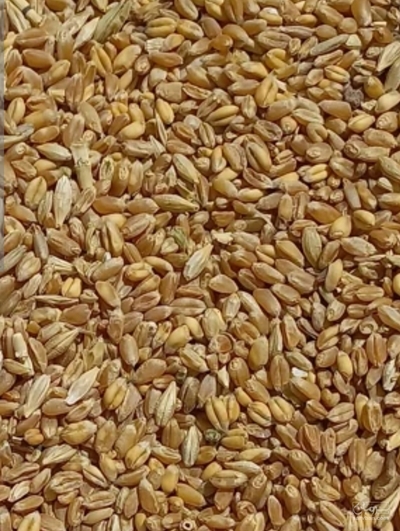 فروش گندم