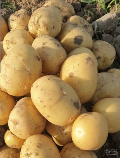 فروش سیب زمینی