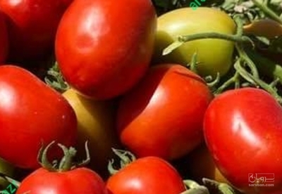 فروش گوجه فرنگی