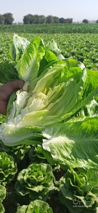 فروش کاهو ایرانی - رومانو