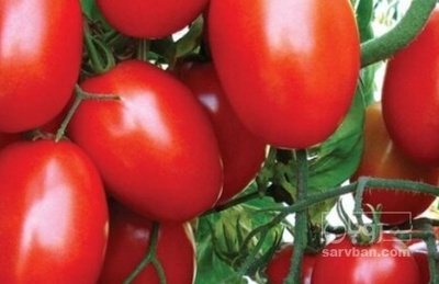 فروش گوجه فرنگی