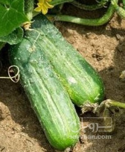 فروش خیار سالادی