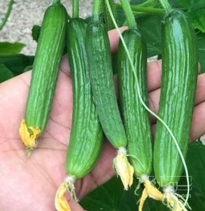 فروش خیار خیار شوری