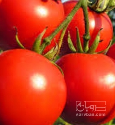 فروش گوجه فرنگی